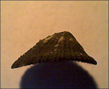 piccola Diodora da identificare